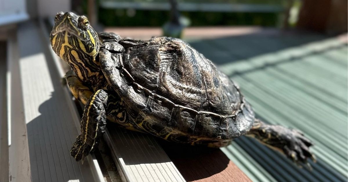Red-Eared-Slider-Basking-Turtle_1200x628.jpg