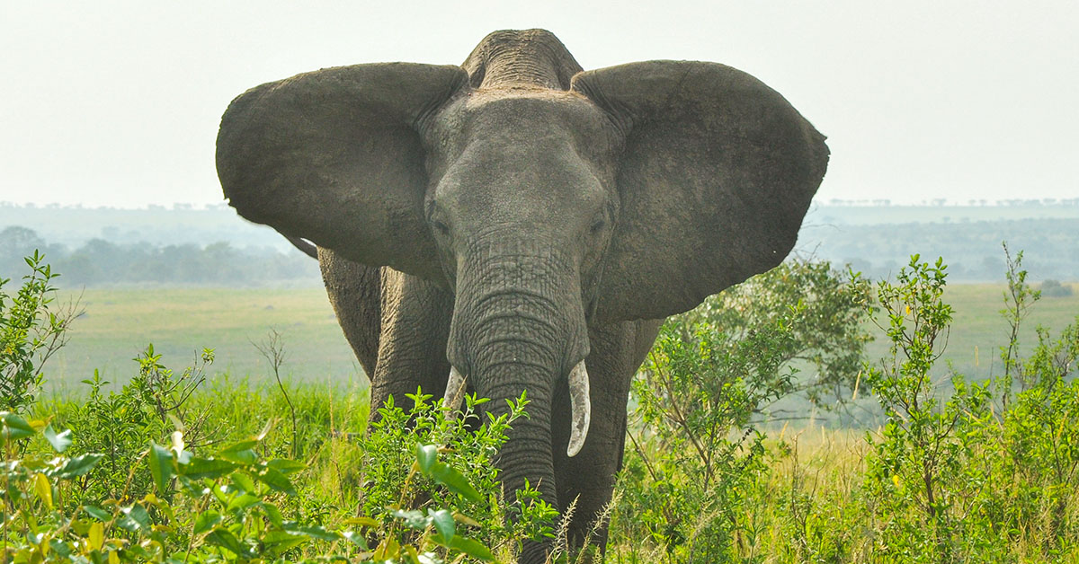 /globalassets/news/1200x628_elephant_thumbnail-1.jpg