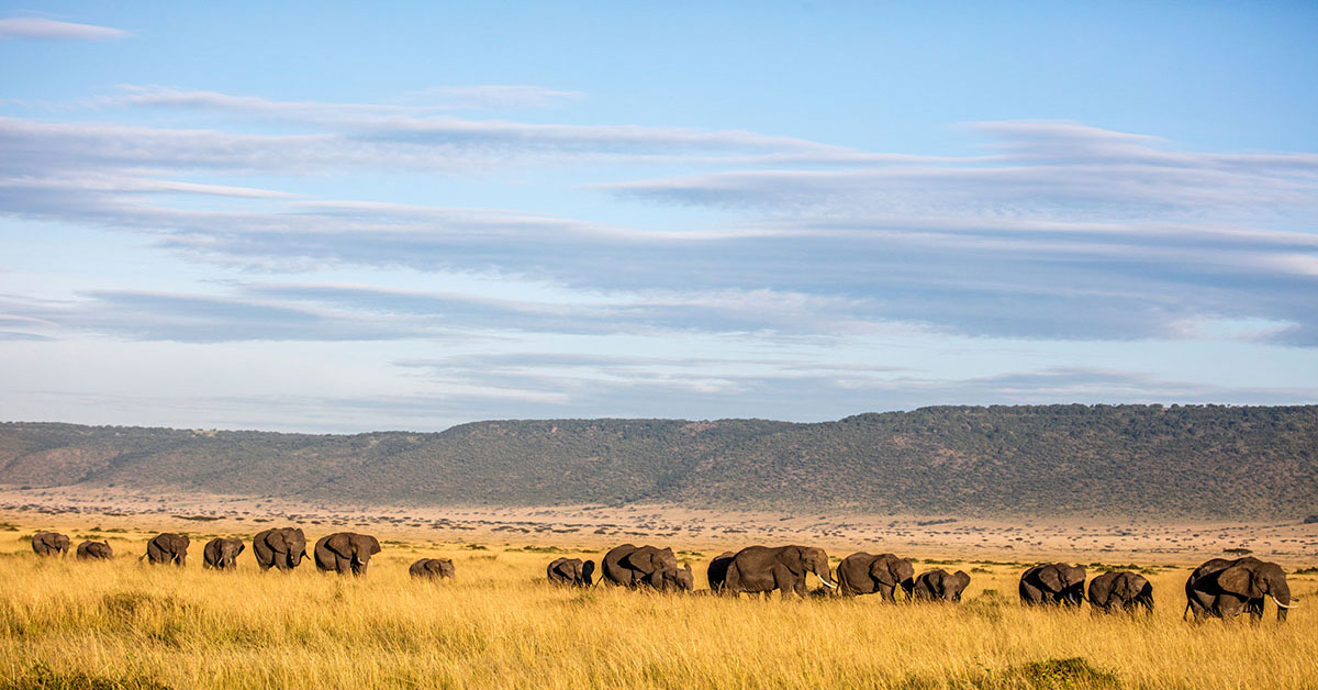 /globalassets/news/news-center/_blogmigrationfiles/flir-works-with-world-wildlife-fund-to-fight-poaching-in-africa/elephants2.jpg